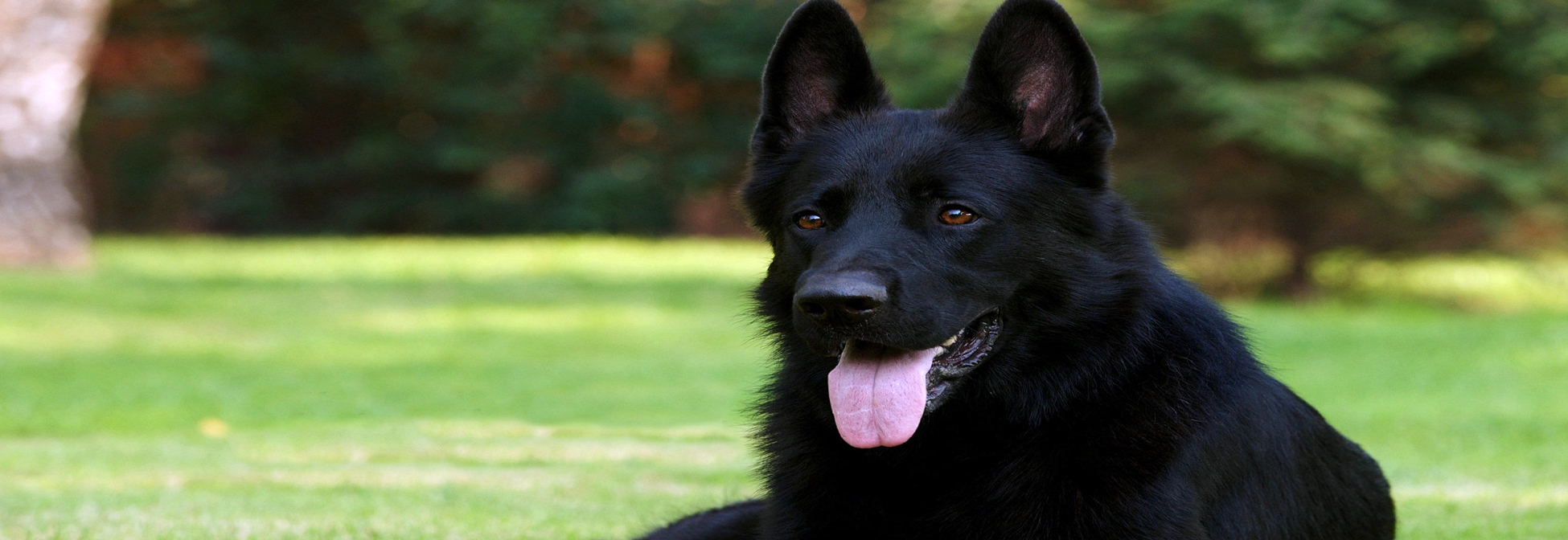 Dog Boarding Kennels Sydney Dog Training