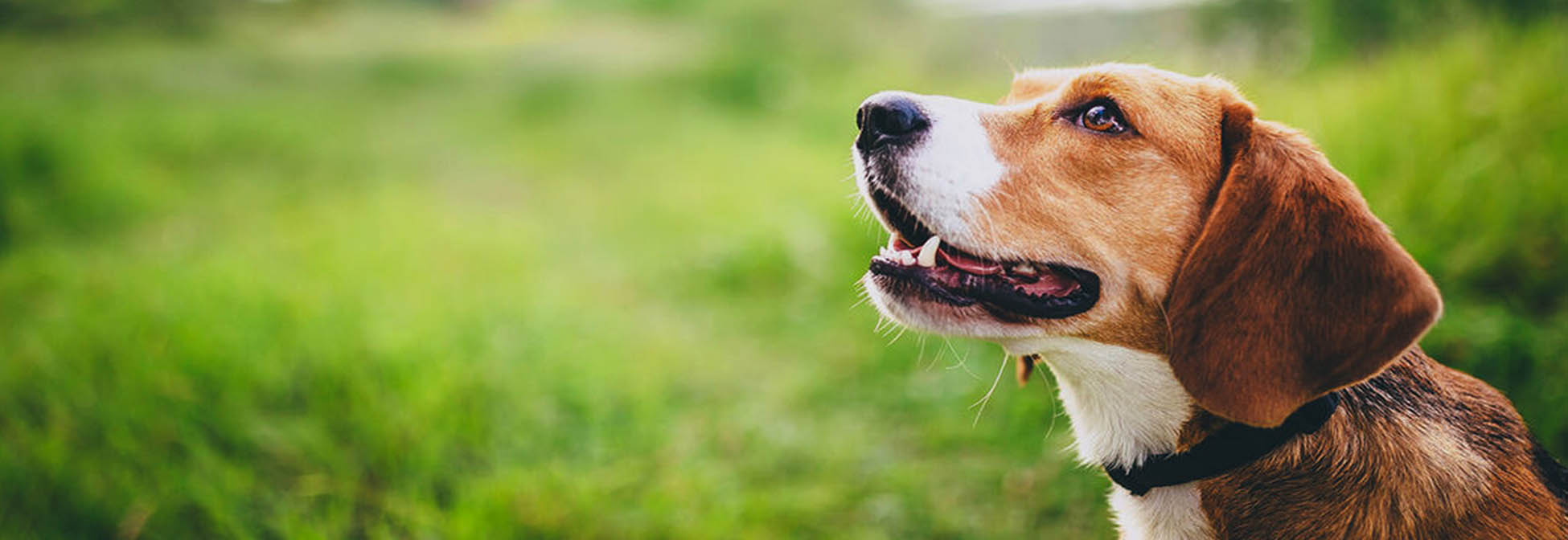 to Sydney Dog Training Centre Sydney Dog Training