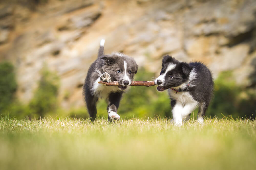 Two border collie puppies carrying a stick together across grass