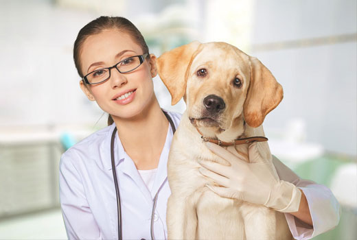 Vet Services Health NSW