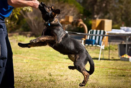 About Our Head Instructor NSW