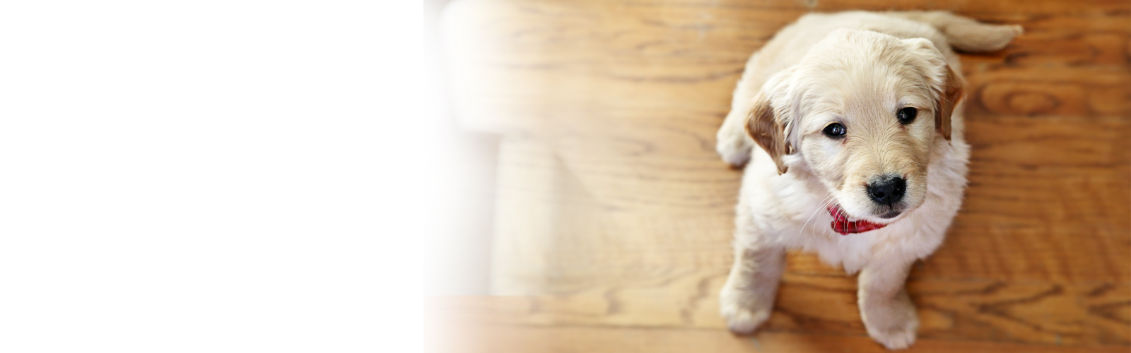 Disclaimer NSW Sydney Dog Training