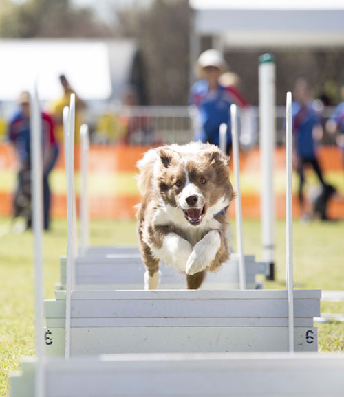 Agility For Dogs NSW