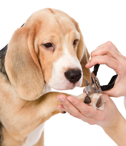 Expert Dog Grooming Sydney Pet Grooming Sydney Expert Dog Grooming Sydney Pet Grooming Sydney
