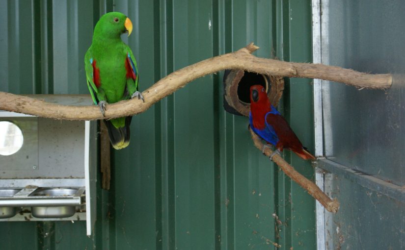 Parrot Boarding