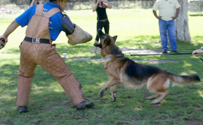 Our Gallery Dog and Cat Boarding Sydney Dog Training