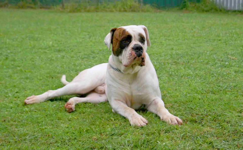 Our Gallery Dog and Cat Boarding Sydney Dog Training