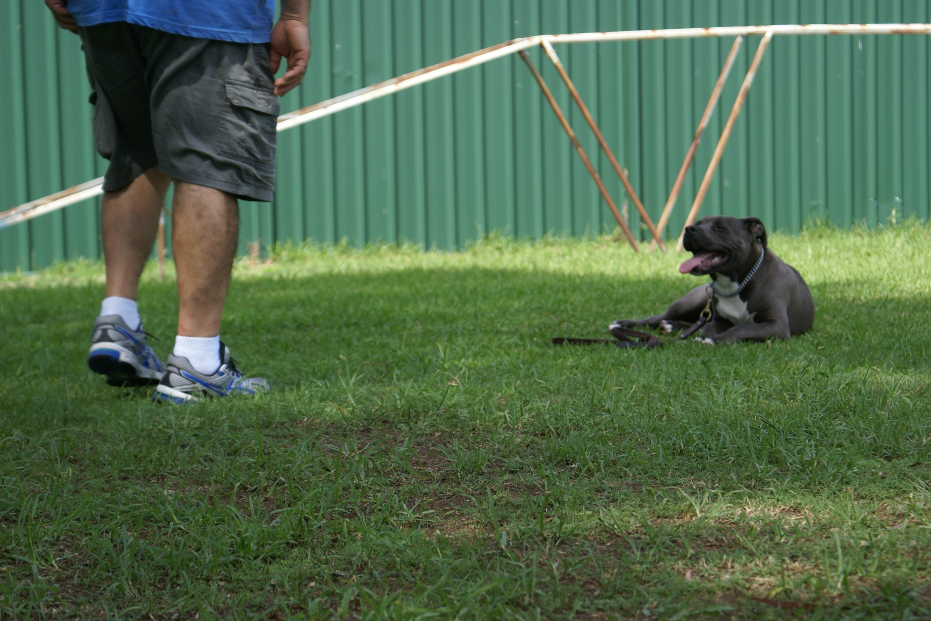 Blue Staffordshire terrier lying calmly on grass during obedience training at Sydney Dog Training Centre