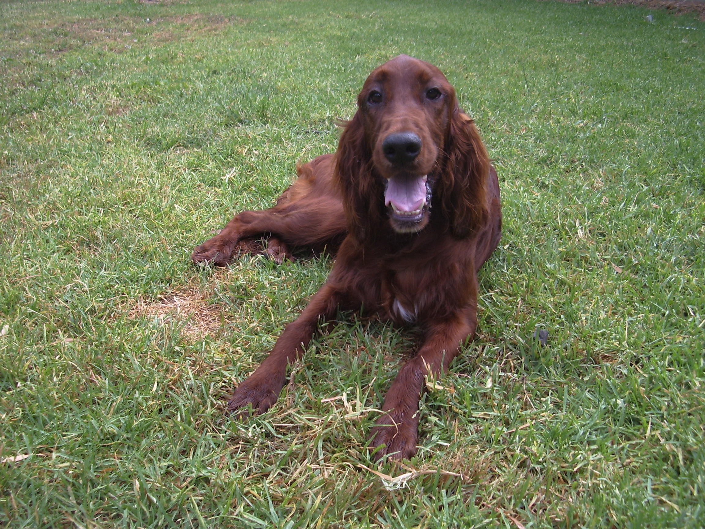 Irish Setter lying on grass with its tongue out at Sydney Dog Training Centre