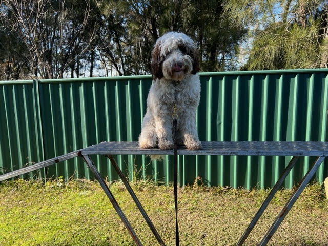 Curly-coated Cockapoo sitting on a training table in front of a green fence at Sydney Dog Training Centre