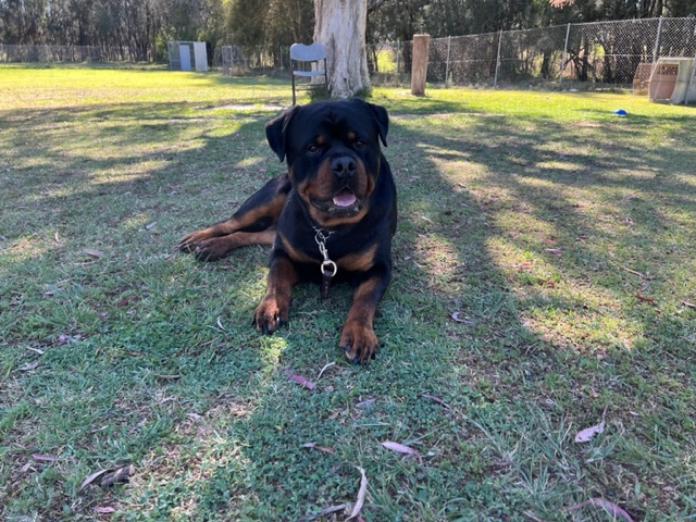 Rottweiler lying on grass during obedience training at Sydney Dog Training Centre