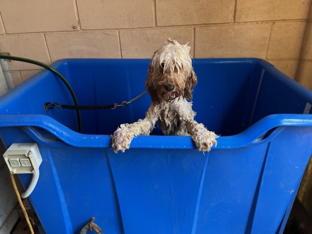 Wet curly-coated dog standing in a blue grooming tub at Sydney Dog Training Centre