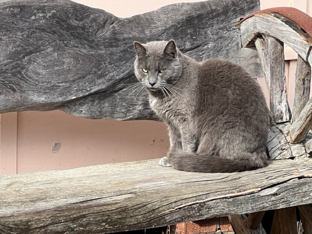 Grey cat sitting on a timber bench in cat boarding at Sydney Dog Training Centre