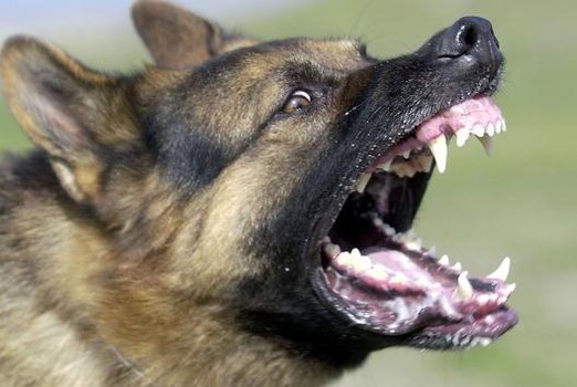 Attack Dog Training