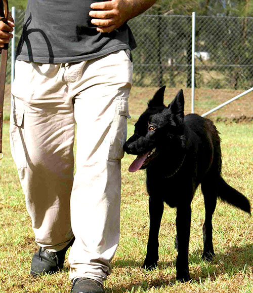 dog training and obedience