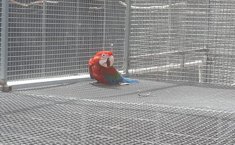 Parrot Boarding