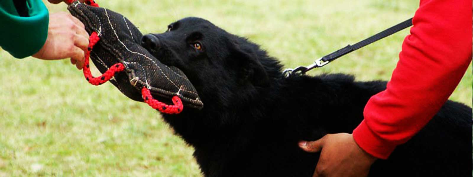 guard-dog-training-sydney