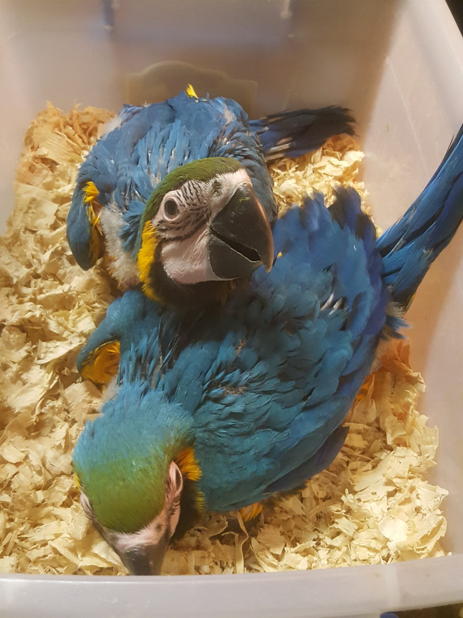 BLUE AND GOLD BABY MACAWS Sydney Dog Training