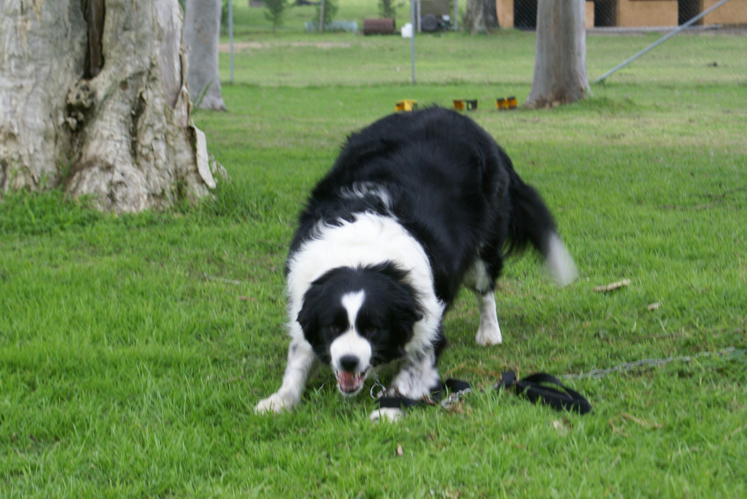 Black and white Border Collie crouching alert on grass during an obedience session at Sydney Dog Training Centre