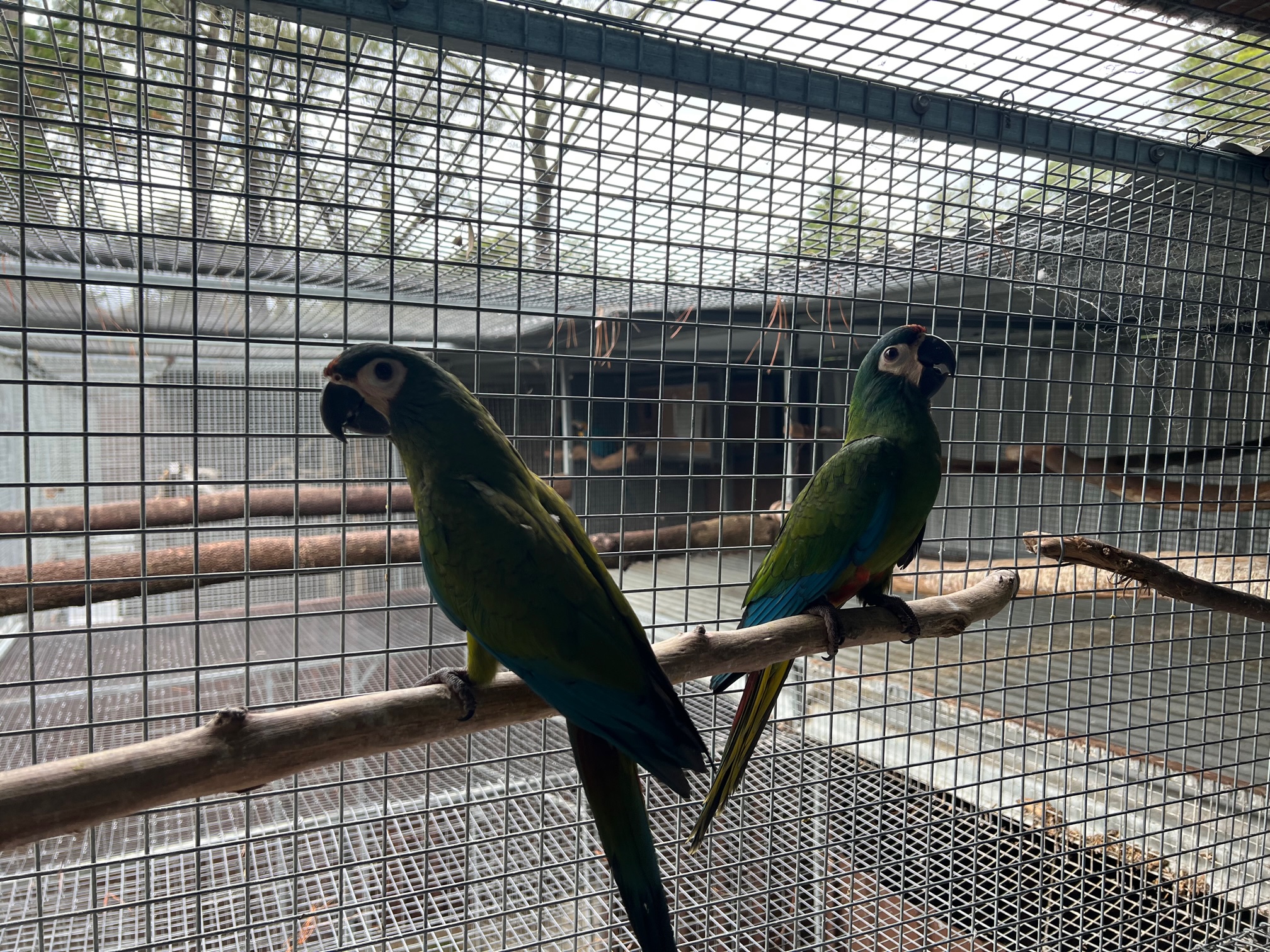 Two green macaws perched on a branch inside a mesh aviary