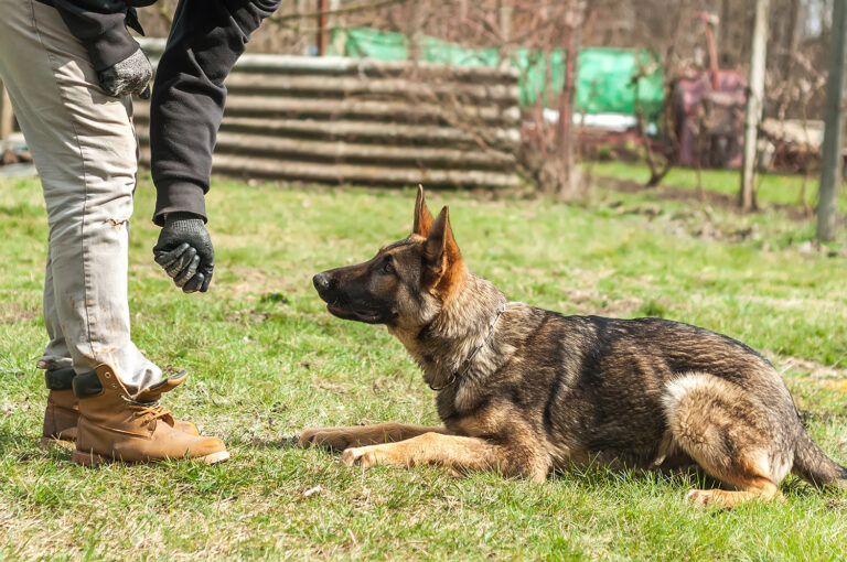 Dog Training Sydney Sydney Dog Training Centre