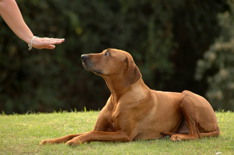 Dog Training Sydney Sydney Dog Training Centre
