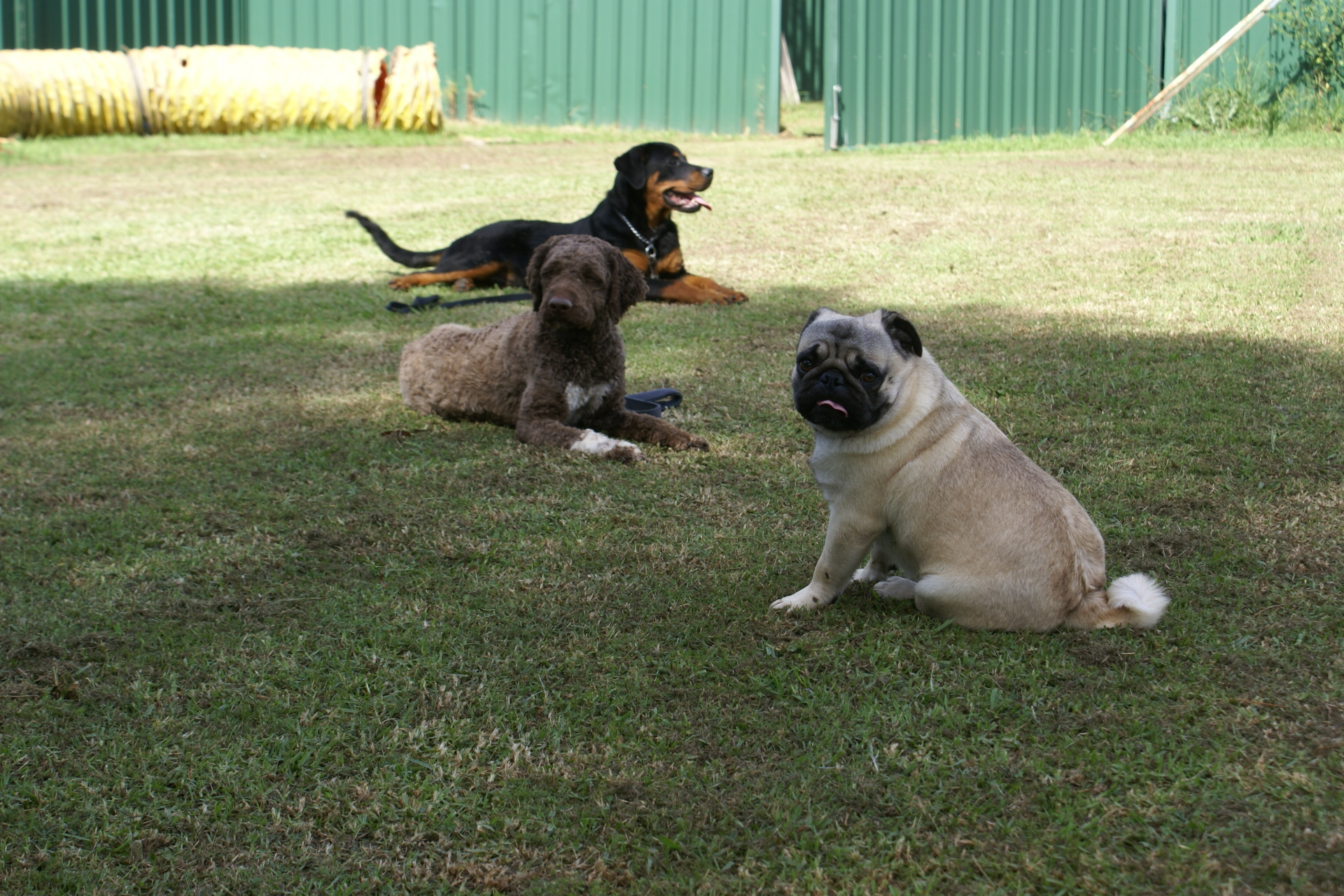 DOG OBEDIENCE TRAINING SYDNEY