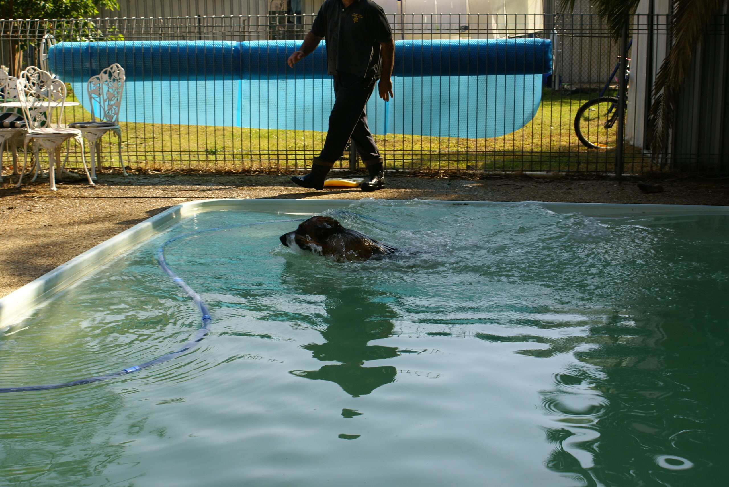 Dog swimming across a pool during a hydrotherapy session at Sydney Dog Training Centre