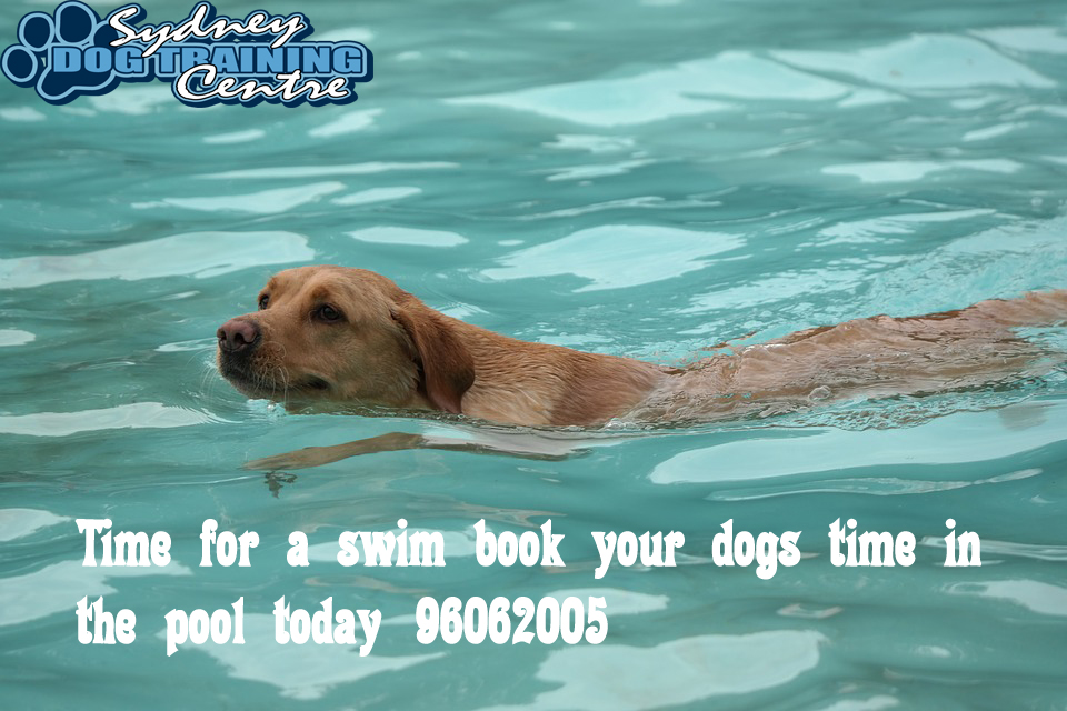 dog in the pool