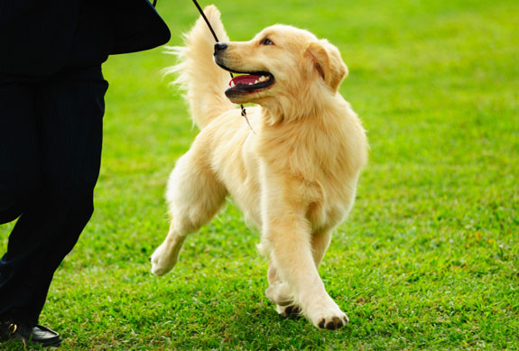 DOG OBEDIENCE TRAINING SYDNEY