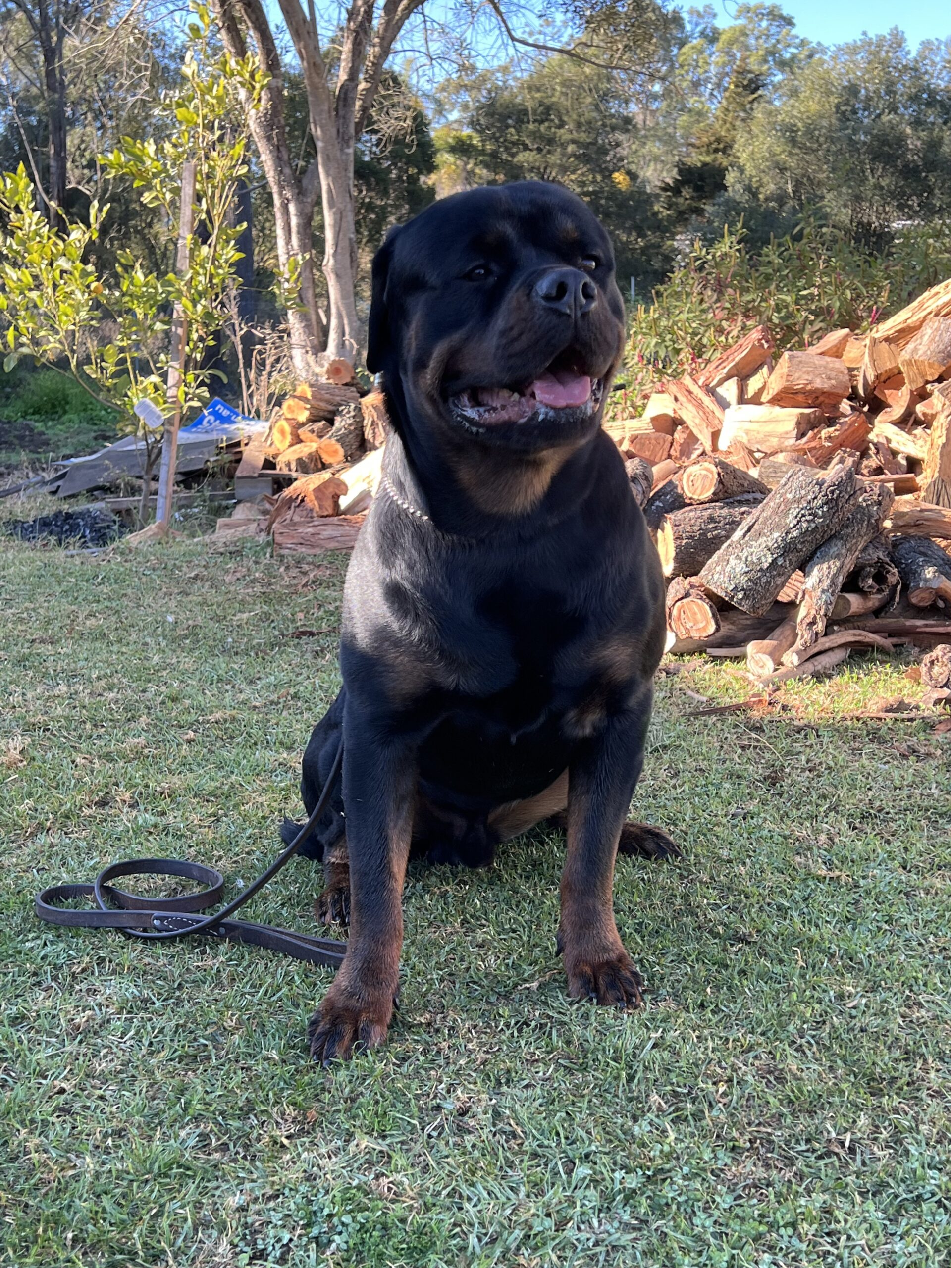 Going on Holidays with Peace of Mind – Book Our Dog Boarding for Christmas!