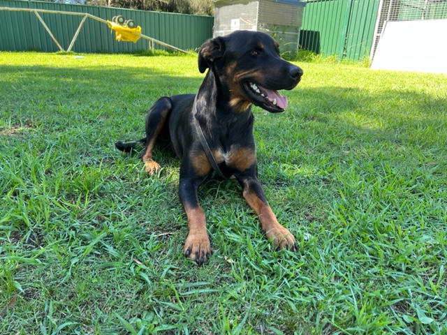 Black and tan dog lying on grass during obedience training at Sydney Dog Training Centre