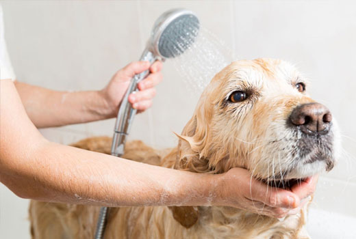 Golden retriever being rinsed with a shower head during grooming