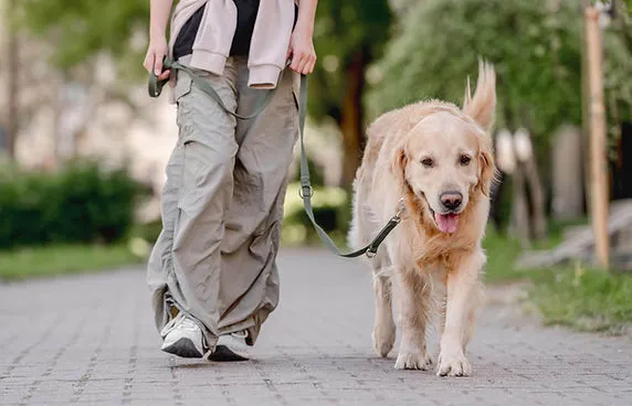 Golden retriever walking calmly on lead beside its handler on a path
