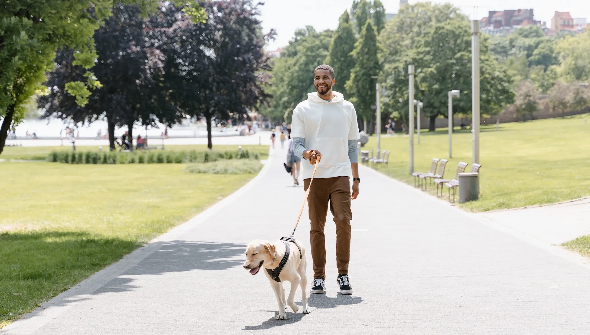 Smiling man walking a yellow Labrador on a lead along a sunny park path