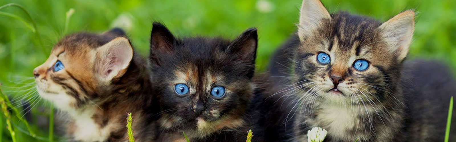 Cat-Boarding-inner