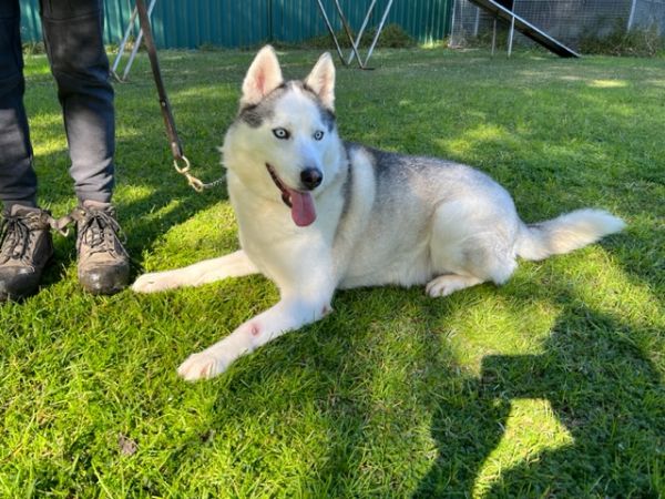 Siberian-Husky3