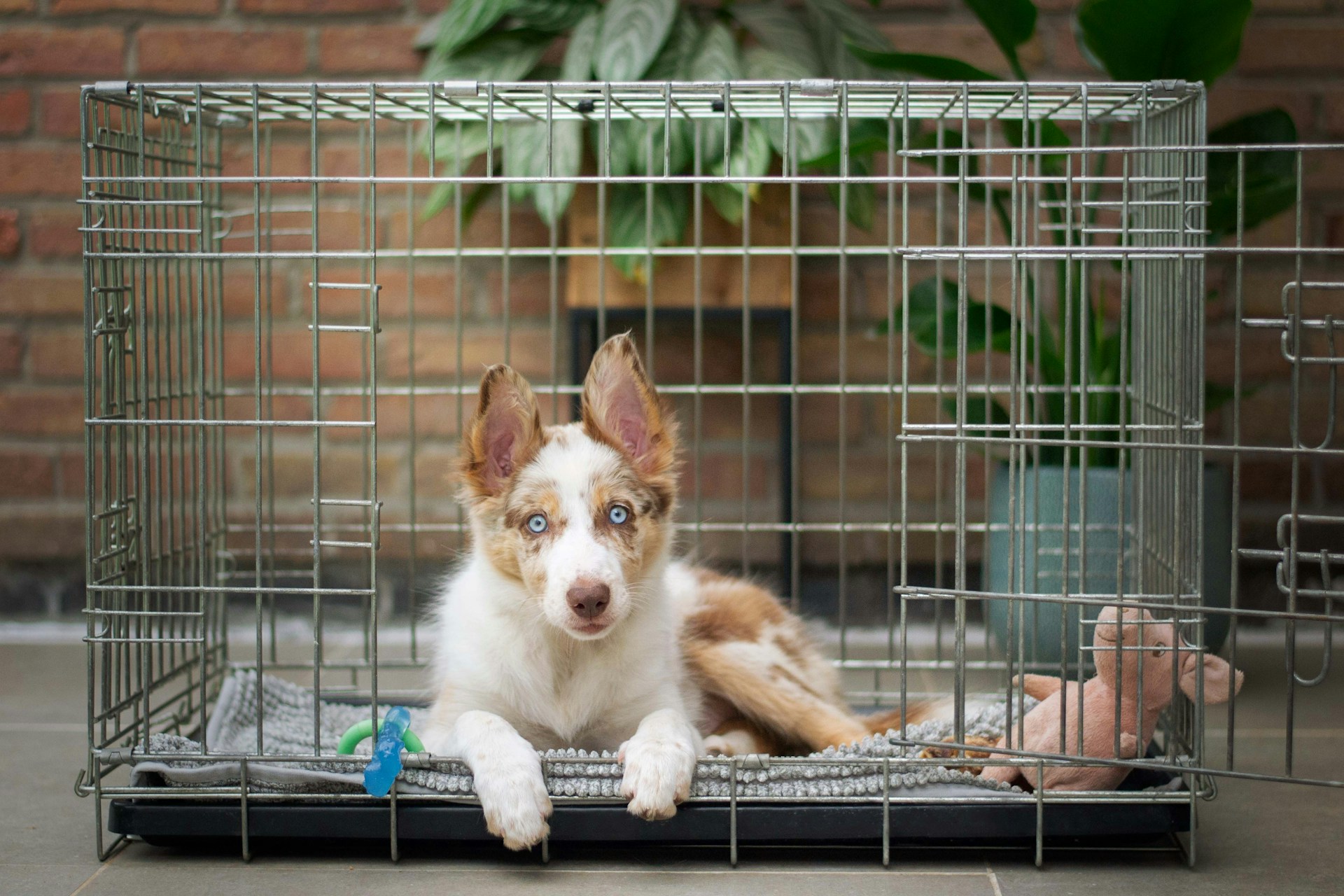crate training dog