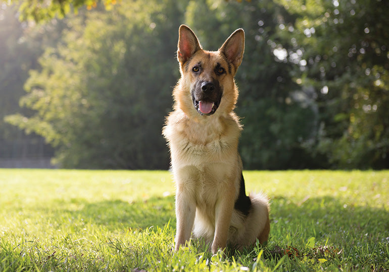 German Shepherd sitting attentively on grass in dappled sunlight