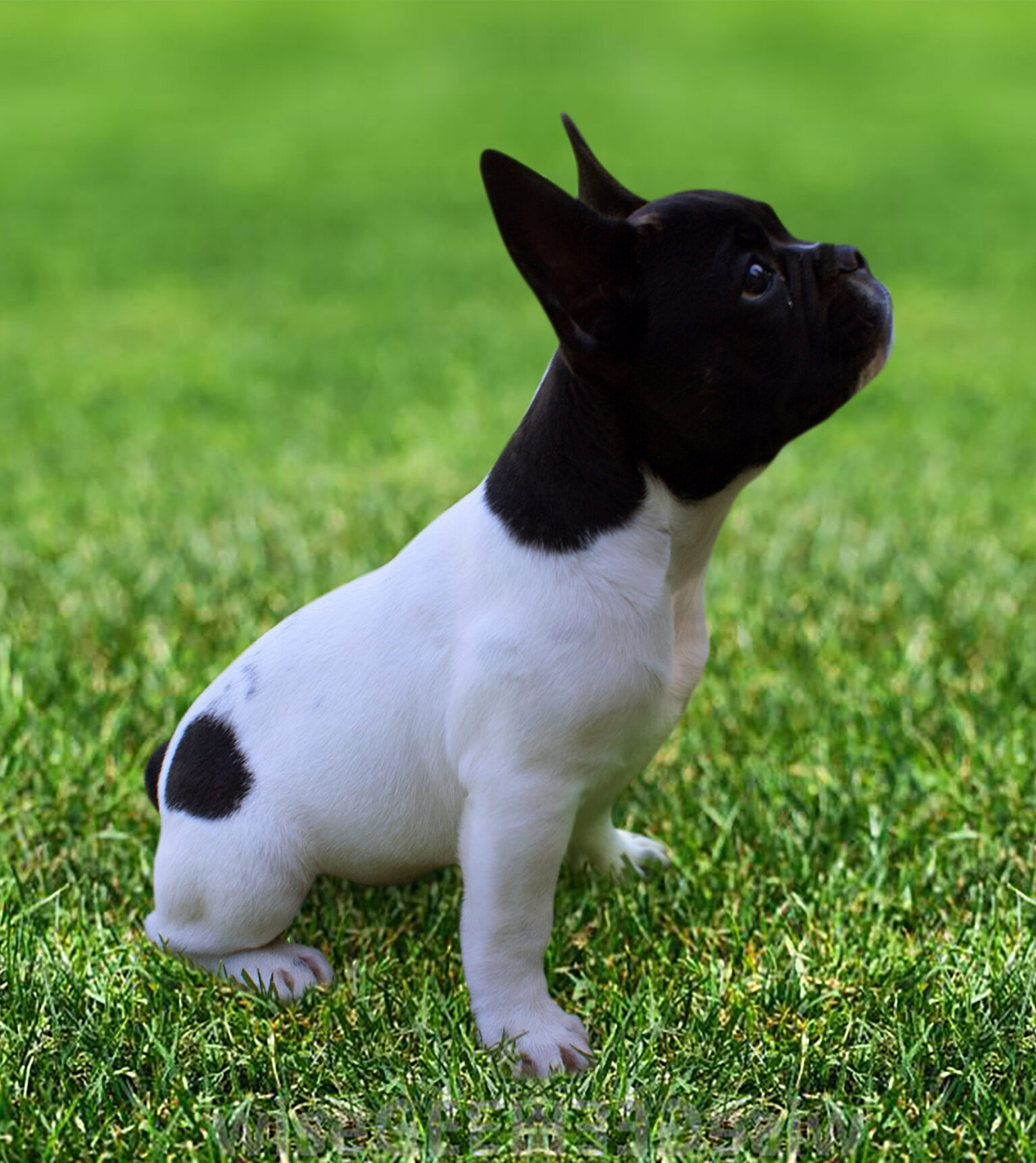 french-bull-dog-e1733564043646