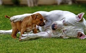 pup-white-pit-bull