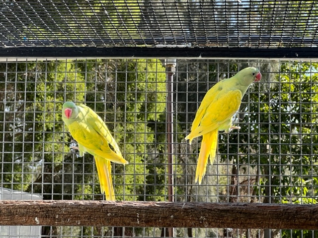 alexandrine-pied-1st-gen