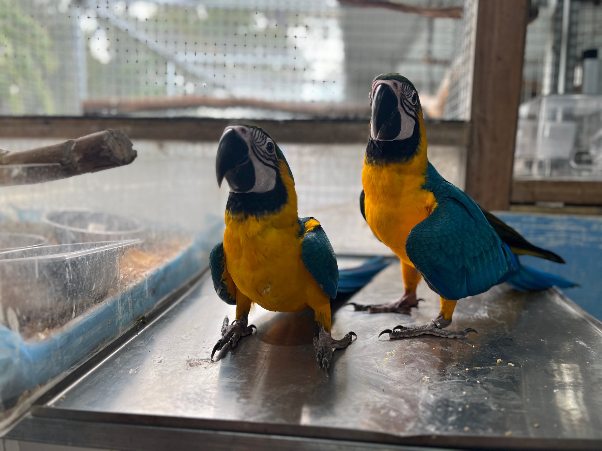 blue-and-gold-baby-macaws