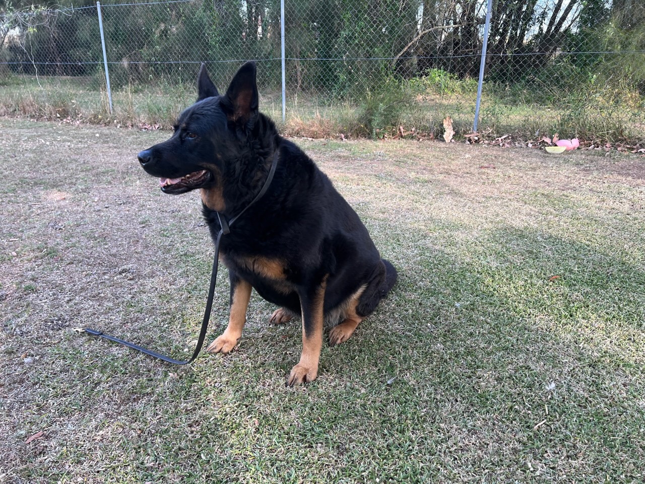 german-shepherd-x-rottweiler