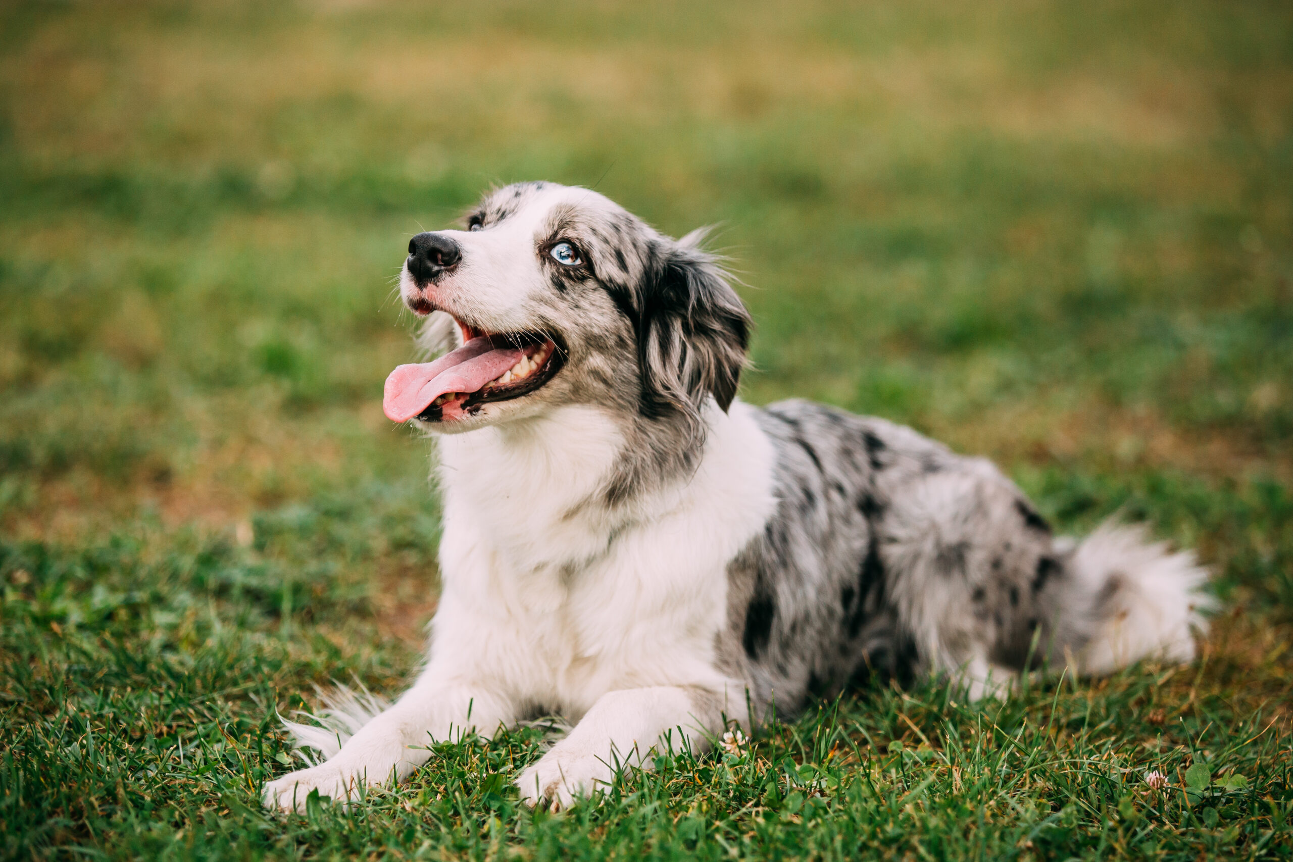 Border Collie Or Scottish Sheepdog Adult Dog Sitting In Green Grass