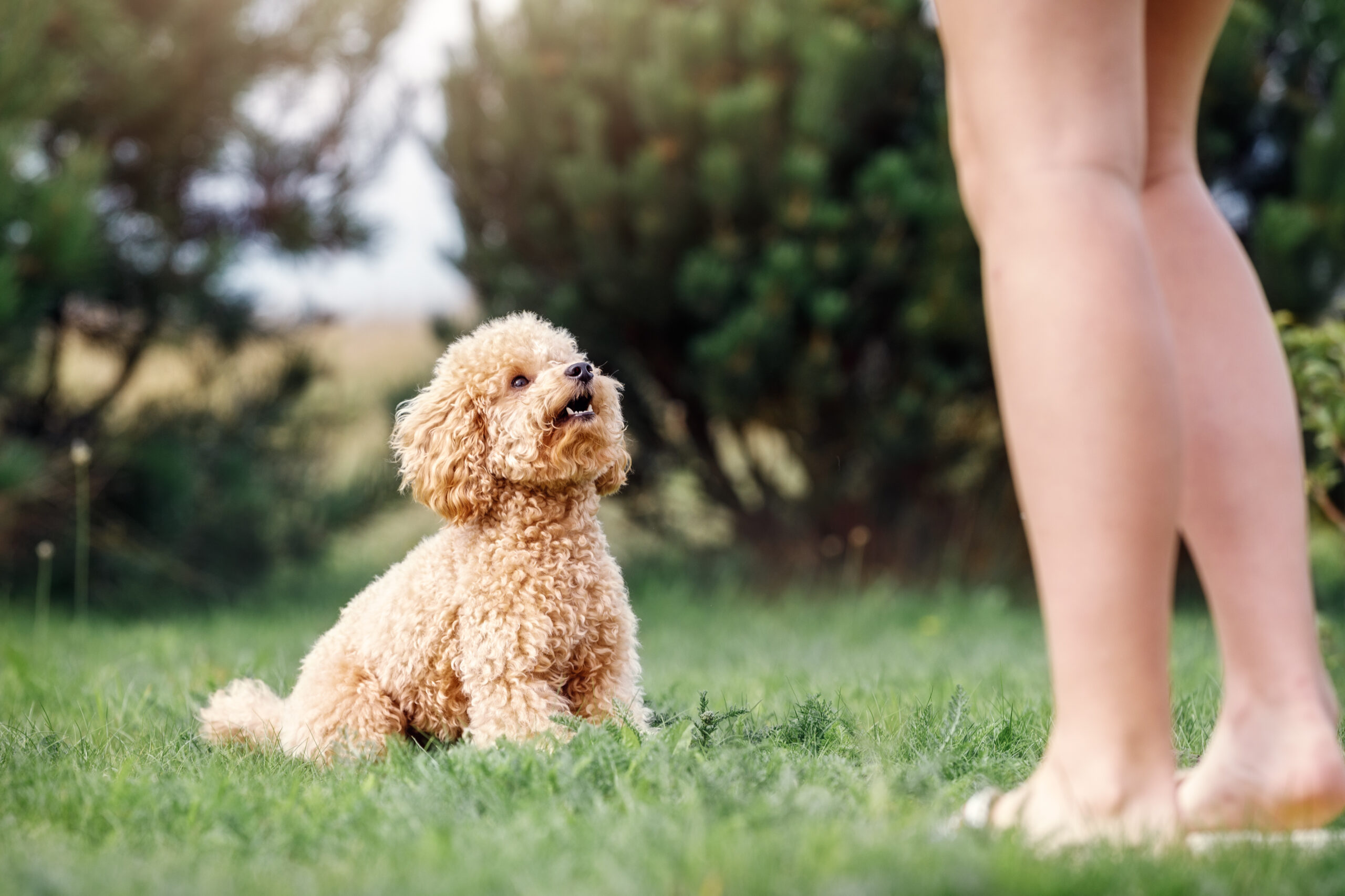 Brown cute poodle puppy sitting on the grass, looking up and waiting her team. Pet owner train his dog poodle in the park.