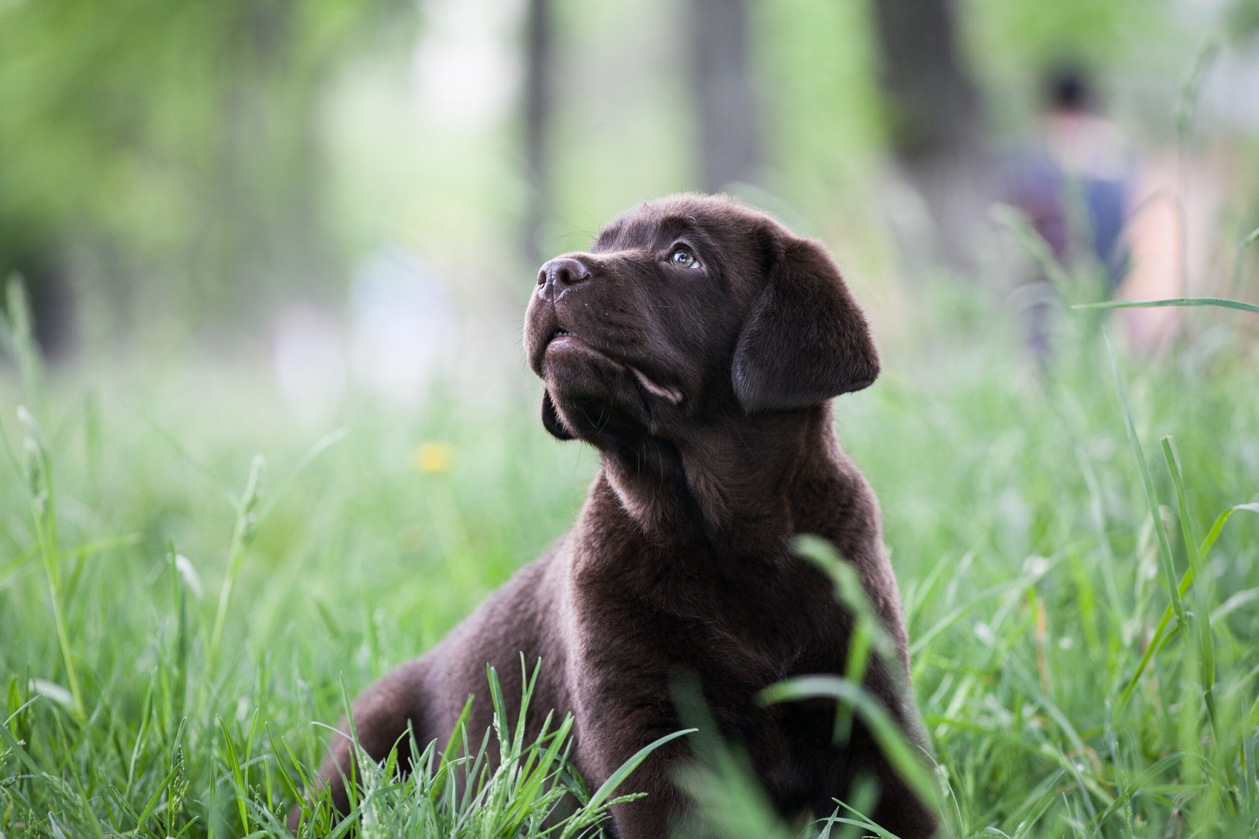 Puppy labrador retriever playing in the park