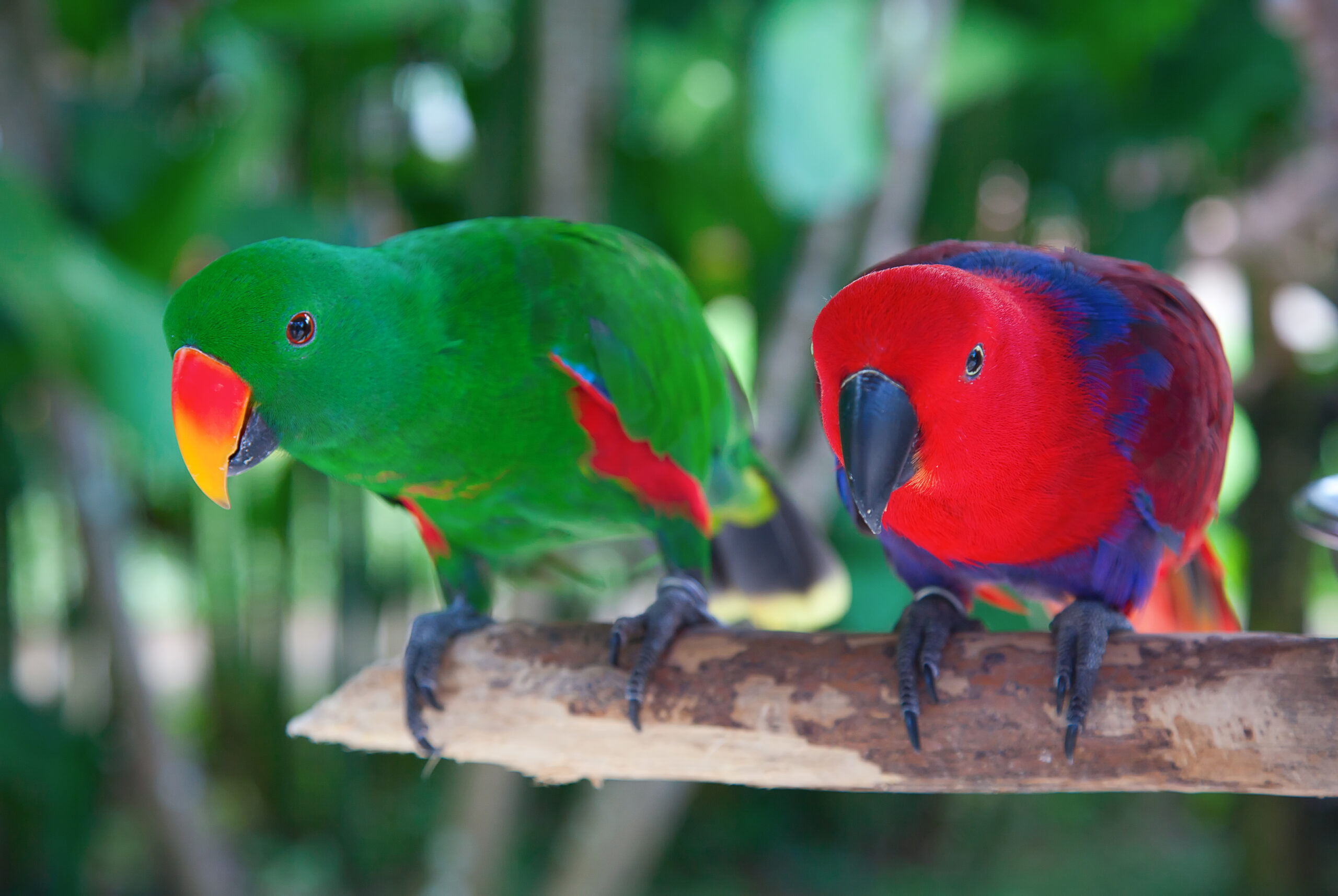 Pair of lori parrots