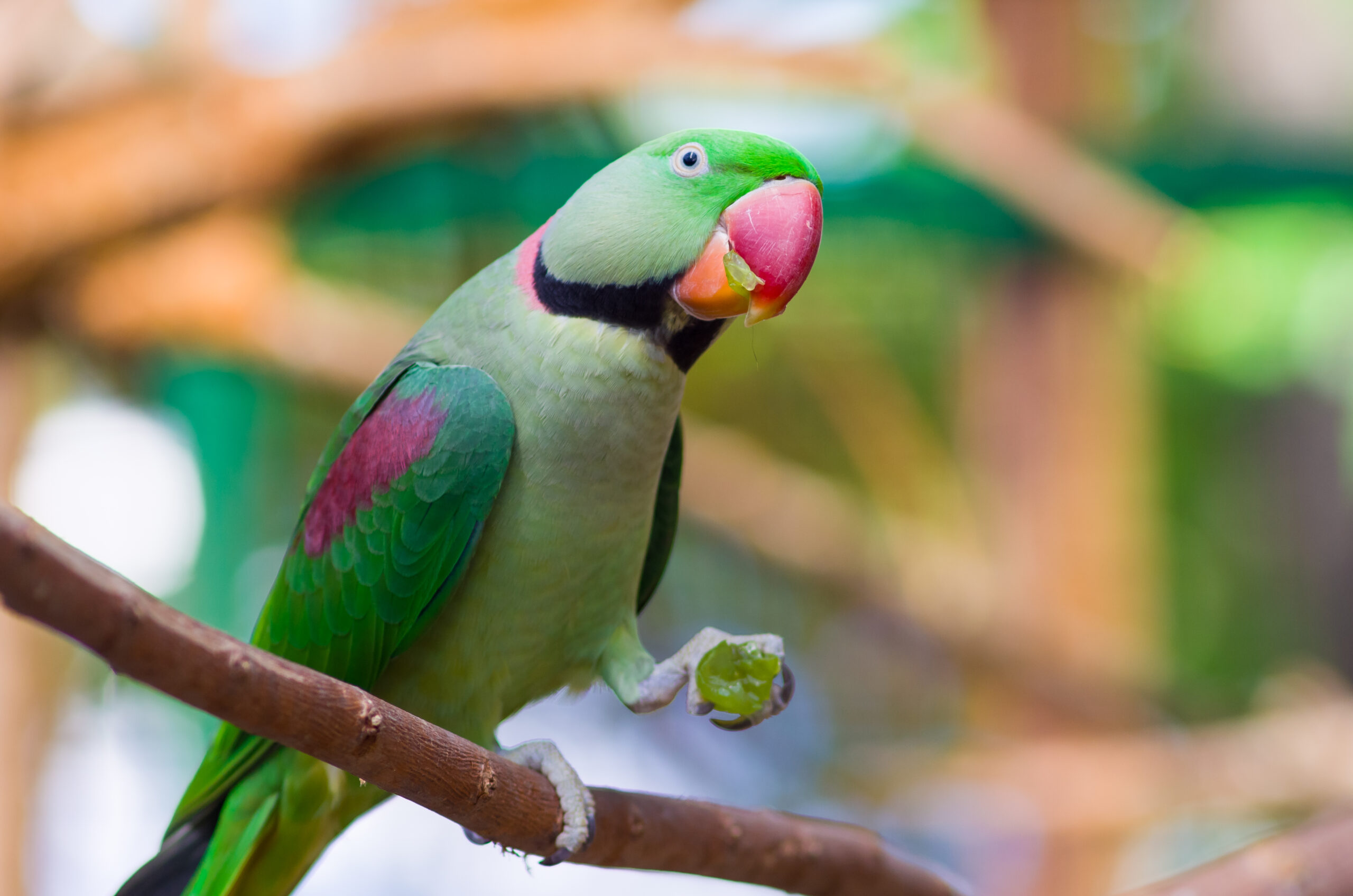 Green parrot on a branch
