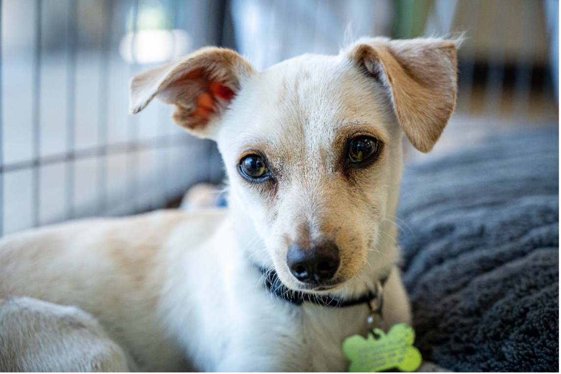 Professional Dog Boarding: The Key Benefits for Dogs That Thrive on Routine and Training